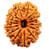 Rudraksha